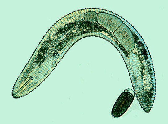 Criconemella (ring nematode(نيماتودا حلقية