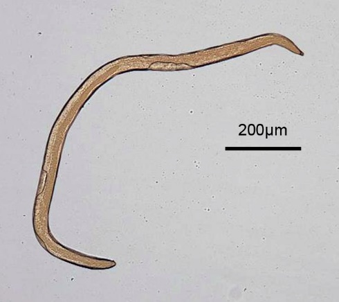 Meloidogyne incognita (root-knot nematode) - نيماتودا تعقد الجذور