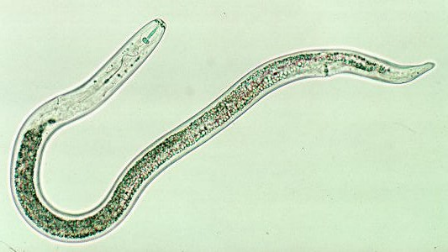 نيماتودا التقرح -Pratylenchus penetrans significant root lesion nematode