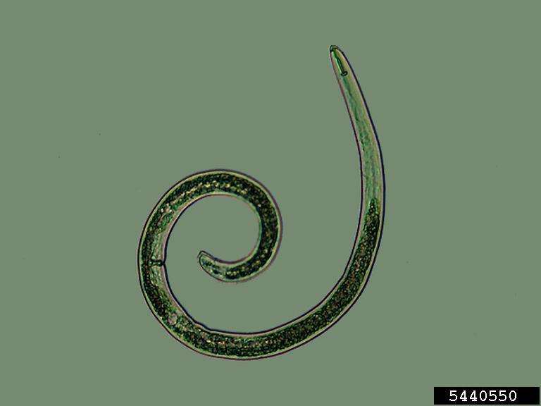 spiral nematodes (Helicotylenchus sp.) نيماتودا حلزونية