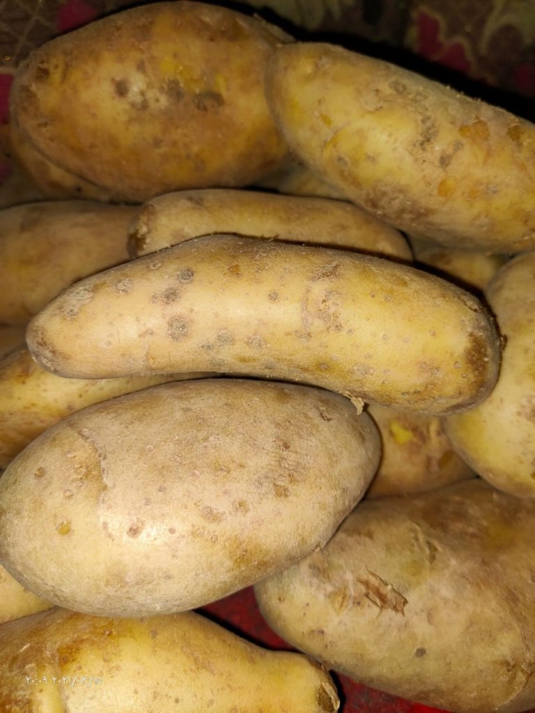فراشة درانات البطاطس