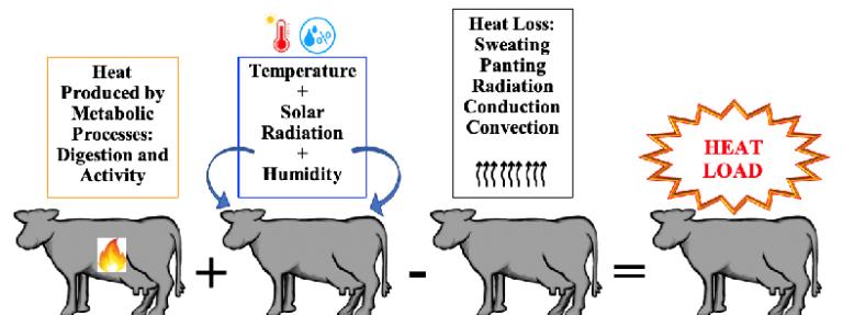 صورة توضح أثر الإجهاد الحراري نتيجة التغير المناخي على الماشية إجهاد حراري - التغير المناخي - الماشية climate changes - livestock barns - livestock shelters - heat stress - cooling