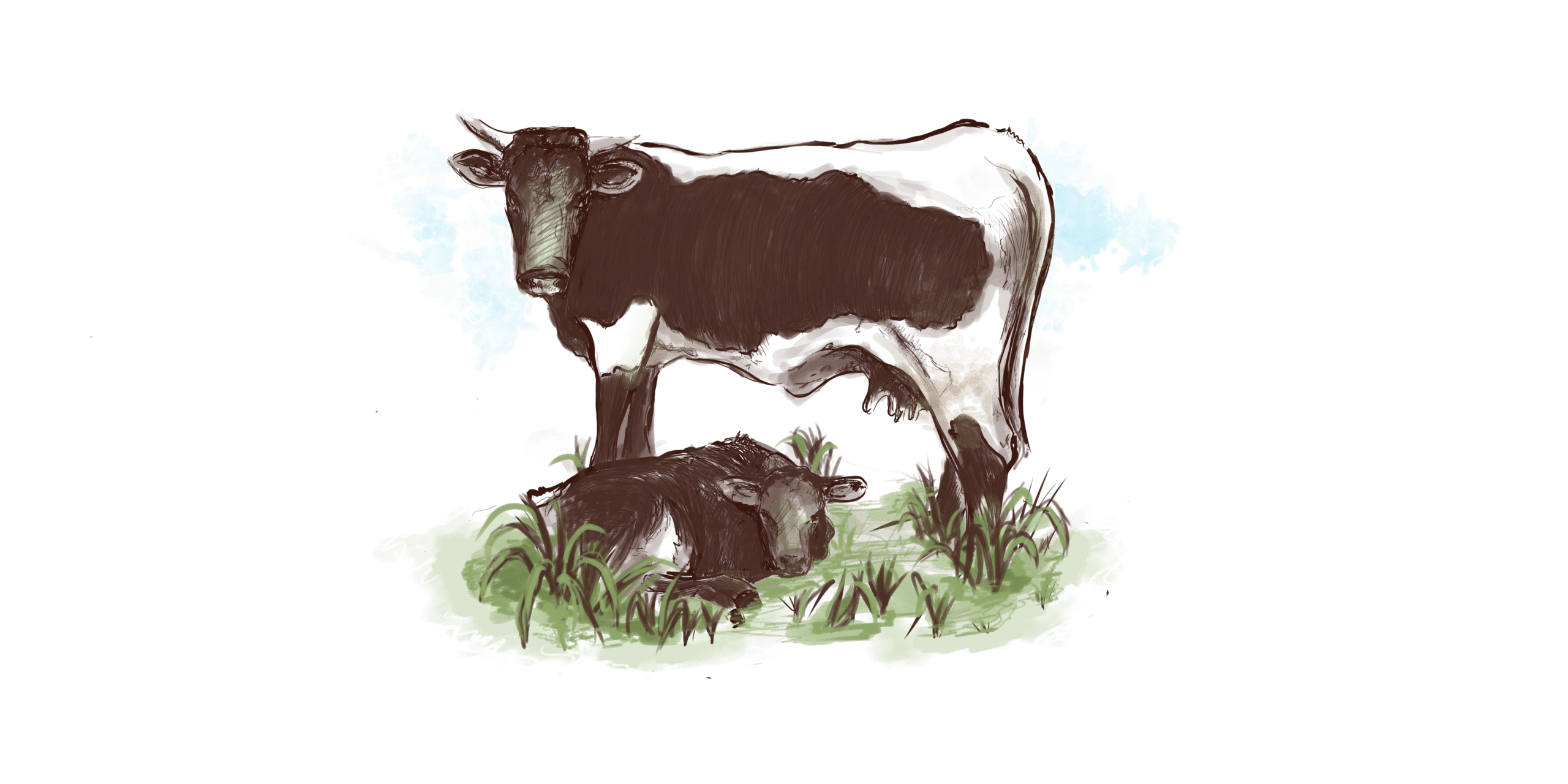 رسم بقر Cows Sketch