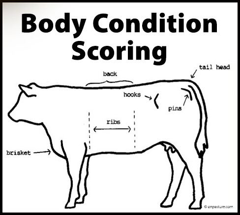 أعضاء البقرة رسم توضيحي