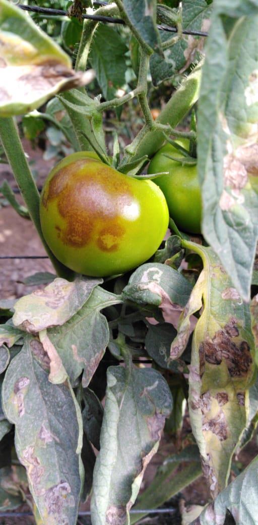 مشاكل زراعية وحلول واقعية الطماطم خضراء