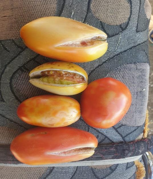 متنوعة مشاكل زراعية وحلول واقعية الطماطم