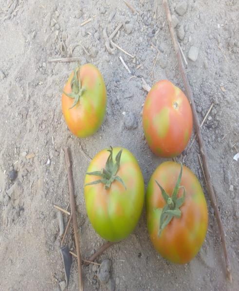 مشاكل زراعية وحلول واقعية الطماطم