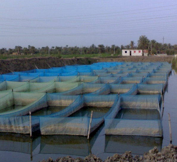 مفرخات البلطي النيلي مزارع سمكية