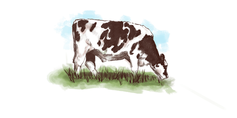 رسم بقرة مزرعة Cow Field Sketch
