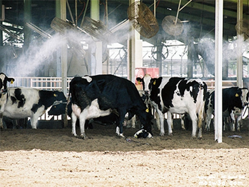 استخدام المراوح للتهوية في عنبر الأبقار التهوية - المراوح - عنبر الأبقار - تخفيف العبء الحراري - climate changes - livestock shelters - ventilation - heat stress - - livestock barns - cooling - fans