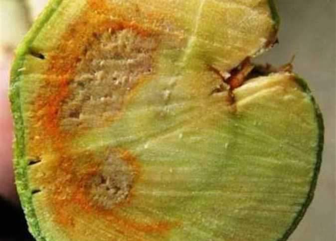 inbound5426172088523205286